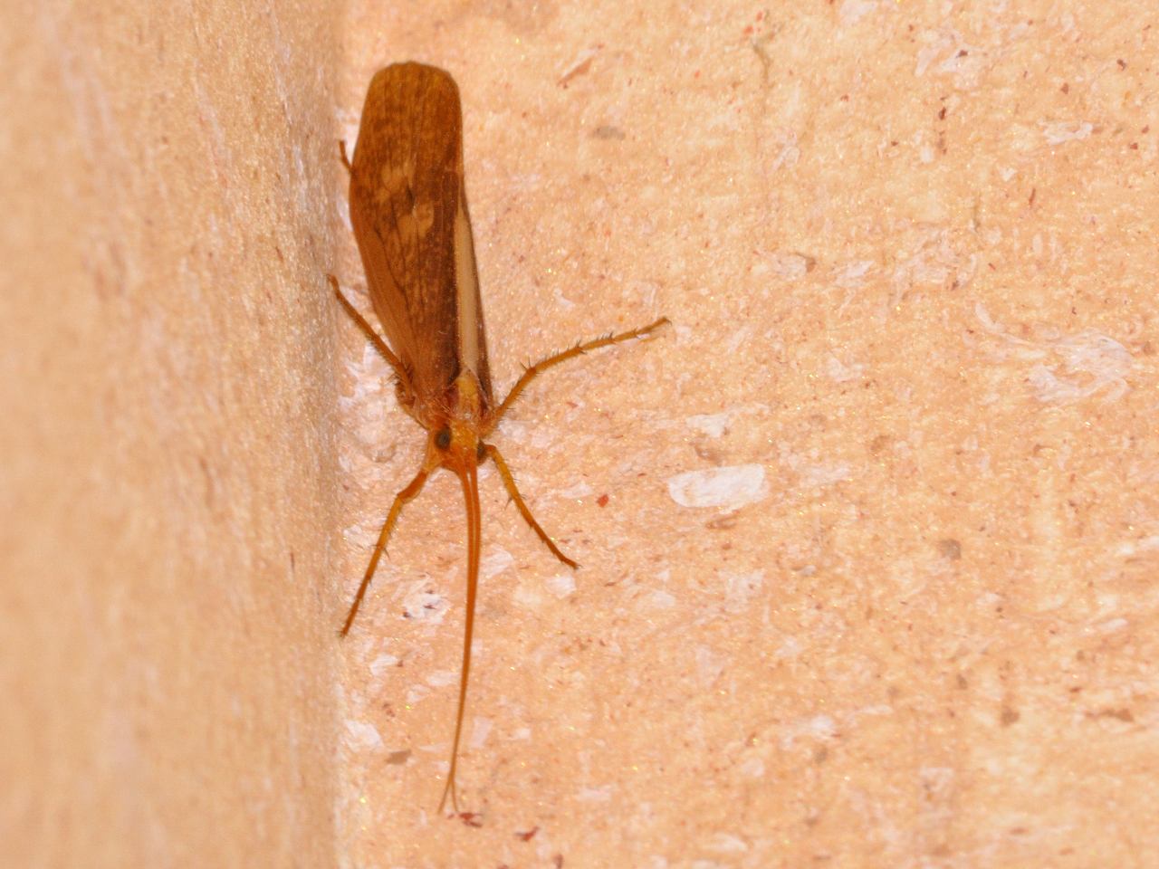 Potamophilax sp.
